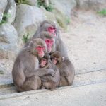 大自然和動物就是很接近。 大分縣別別府/由布院區 9 帶小孩的精彩觀光景點