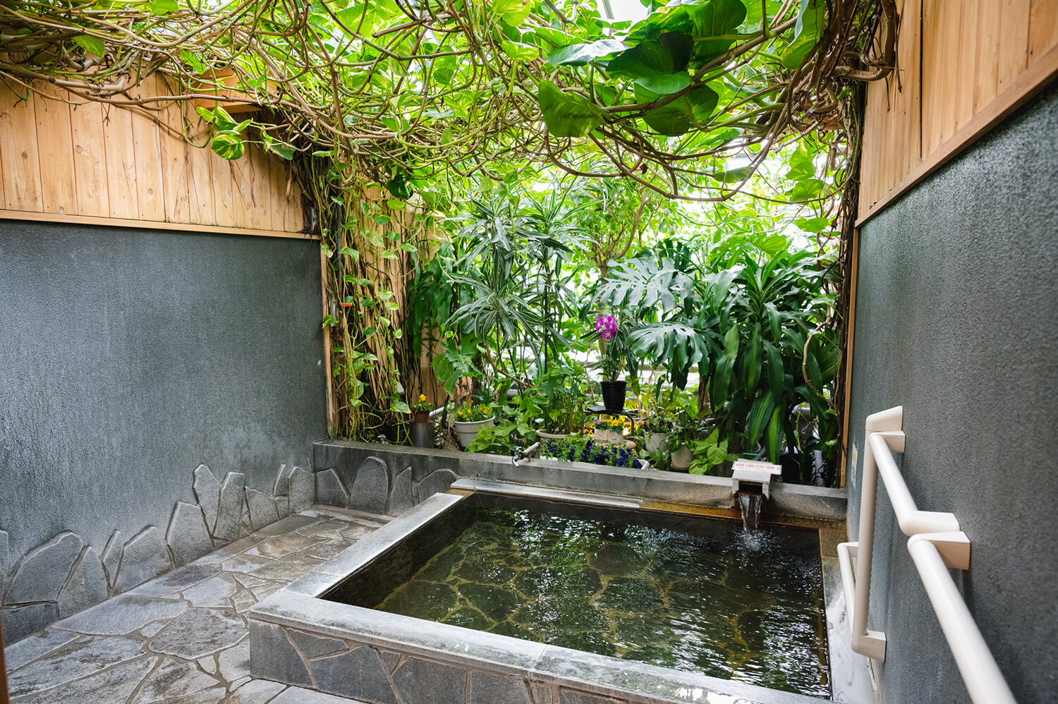 植物長到天花板，“紫羅蘭”就像叢林一樣。 陽光從半透明的天花板灑進來