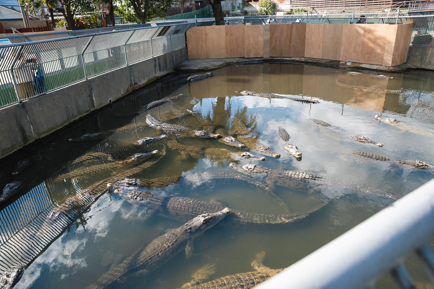 在鬼山地獄，鱷魚是利用溫泉飼養的。 約80隻巨大的鱷魚擠在一起，是一幅傑作。