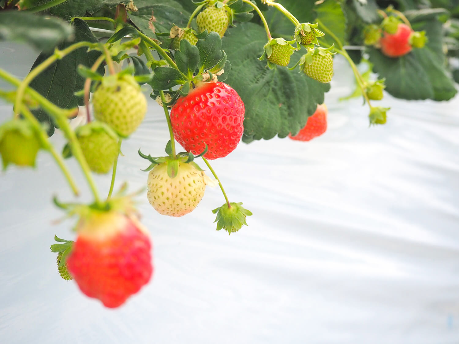 高壇種植著「Koiminori」、「Beni-cheek」、「Kannahime」等多種草莓