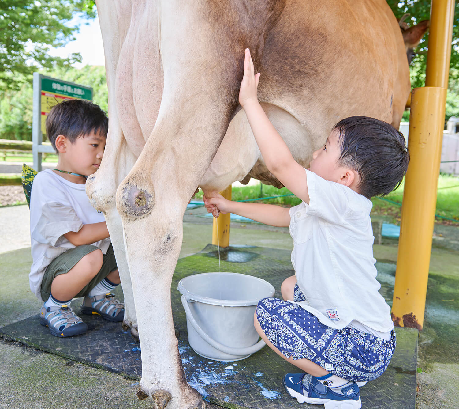 一個受歡迎的擠奶機，僅在週日和假日體驗。 前30名將在一般資訊中心領取編號票。