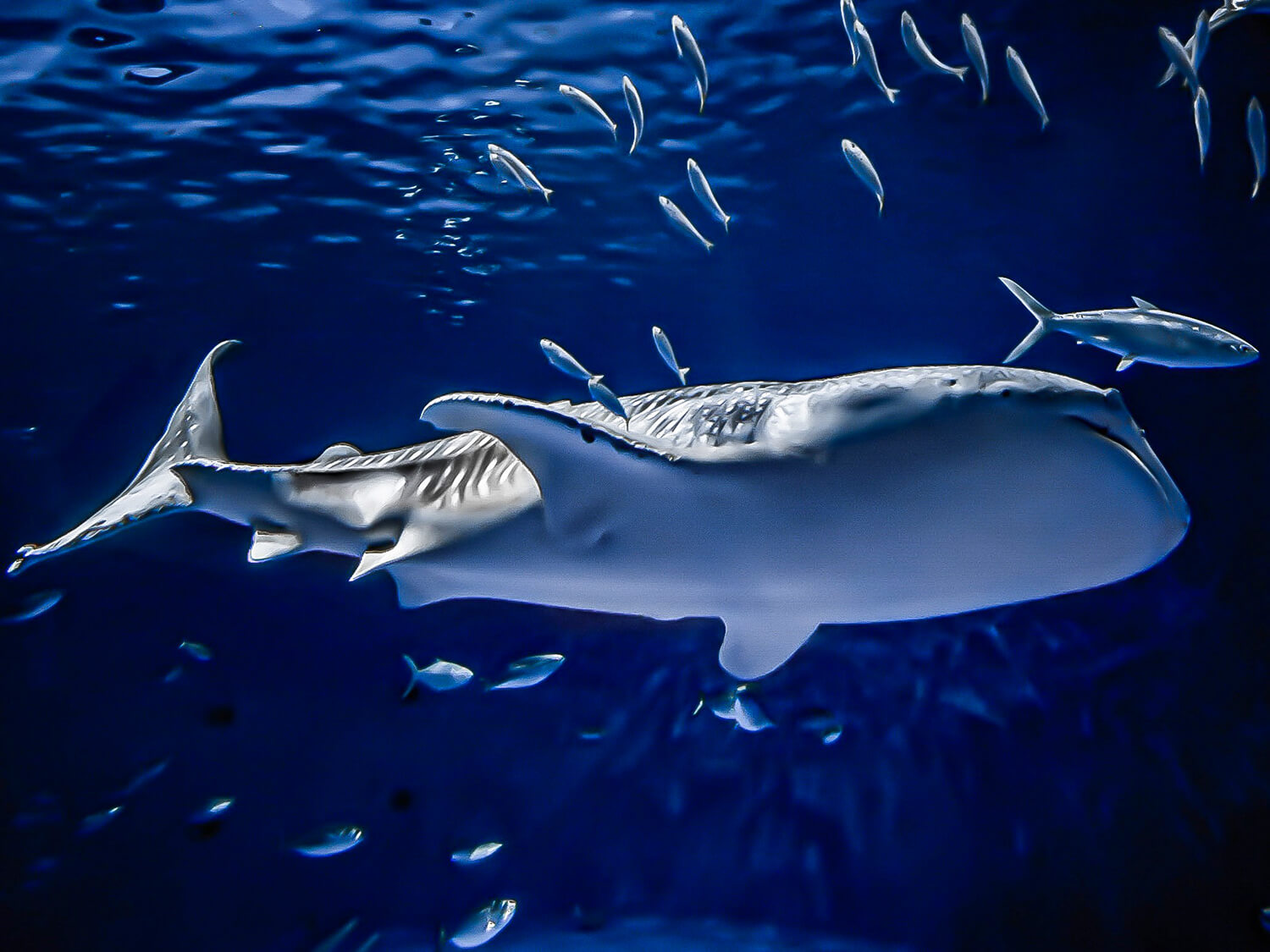 水量達1,500噸的黑潮大水族館令人印象深刻。 世界上最大的魚類鯨鯊是九州唯一的展品