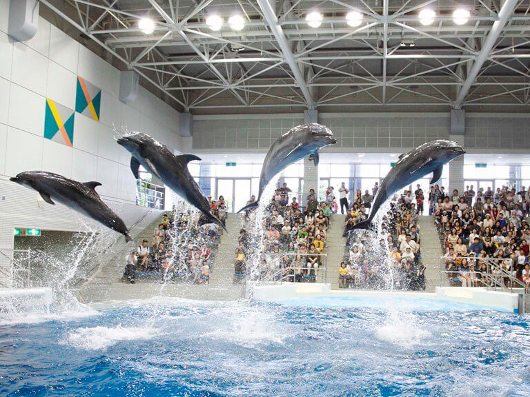 介紹海豚的能力和身體機制的角落，每天都會舉辦“Ika no no Time”（可能會因海豚的身體狀況而取消）。