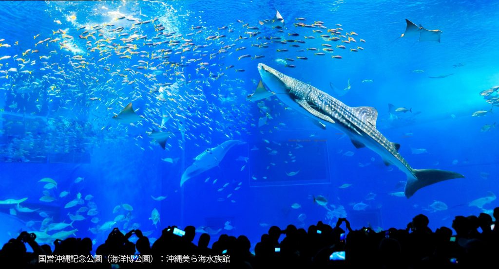 搭乘當地巴士，從「BEB5 沖繩瀨良垣 by 星野集團搭乘當地巴士前往「沖沖繩中海水族館」的兩天一夜行程。 推薦的模型課程，無需車輛即可享受