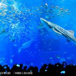 搭乘當地巴士，從「BEB5 沖繩瀨良垣 by 星野集團搭乘當地巴士前往「沖沖繩中海水族館」的兩天一夜行程。 推薦的模型課程，無需車輛即可享受