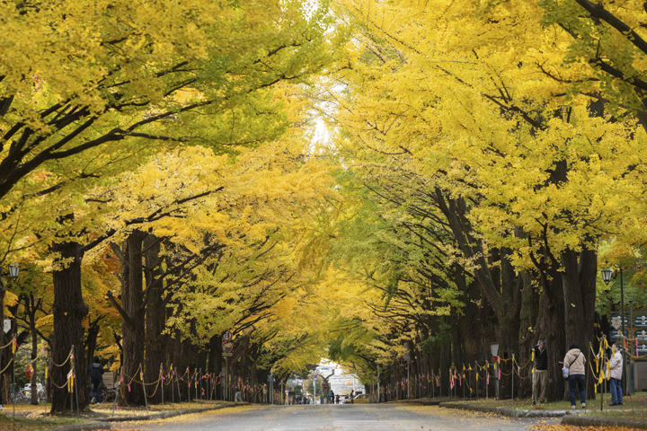（圖片由北海道大學公共關係部提供）