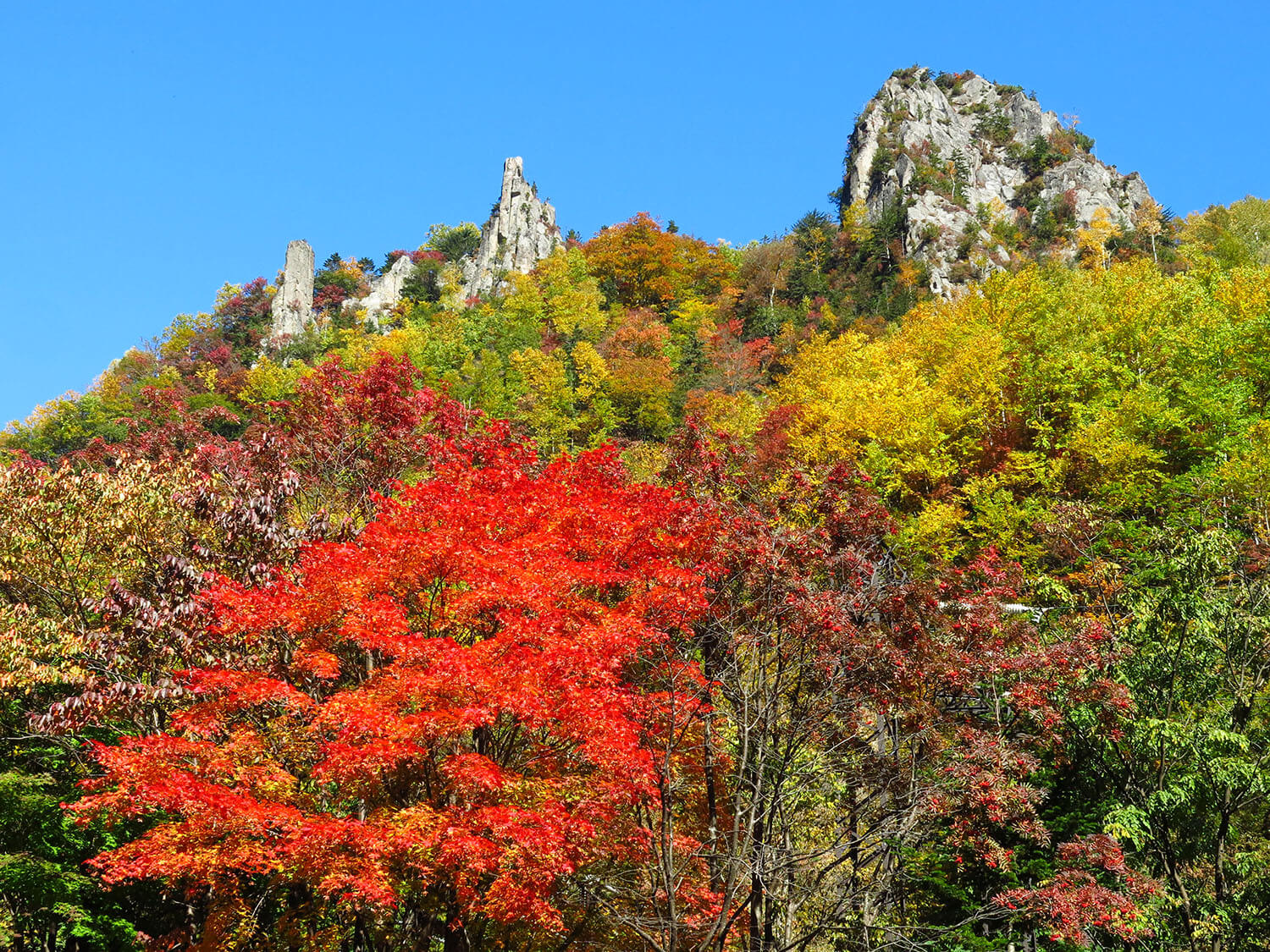 從大雪山山脈下來的紅葉在峽谷中熠熠生輝，許多人停好車，摘下百葉窗