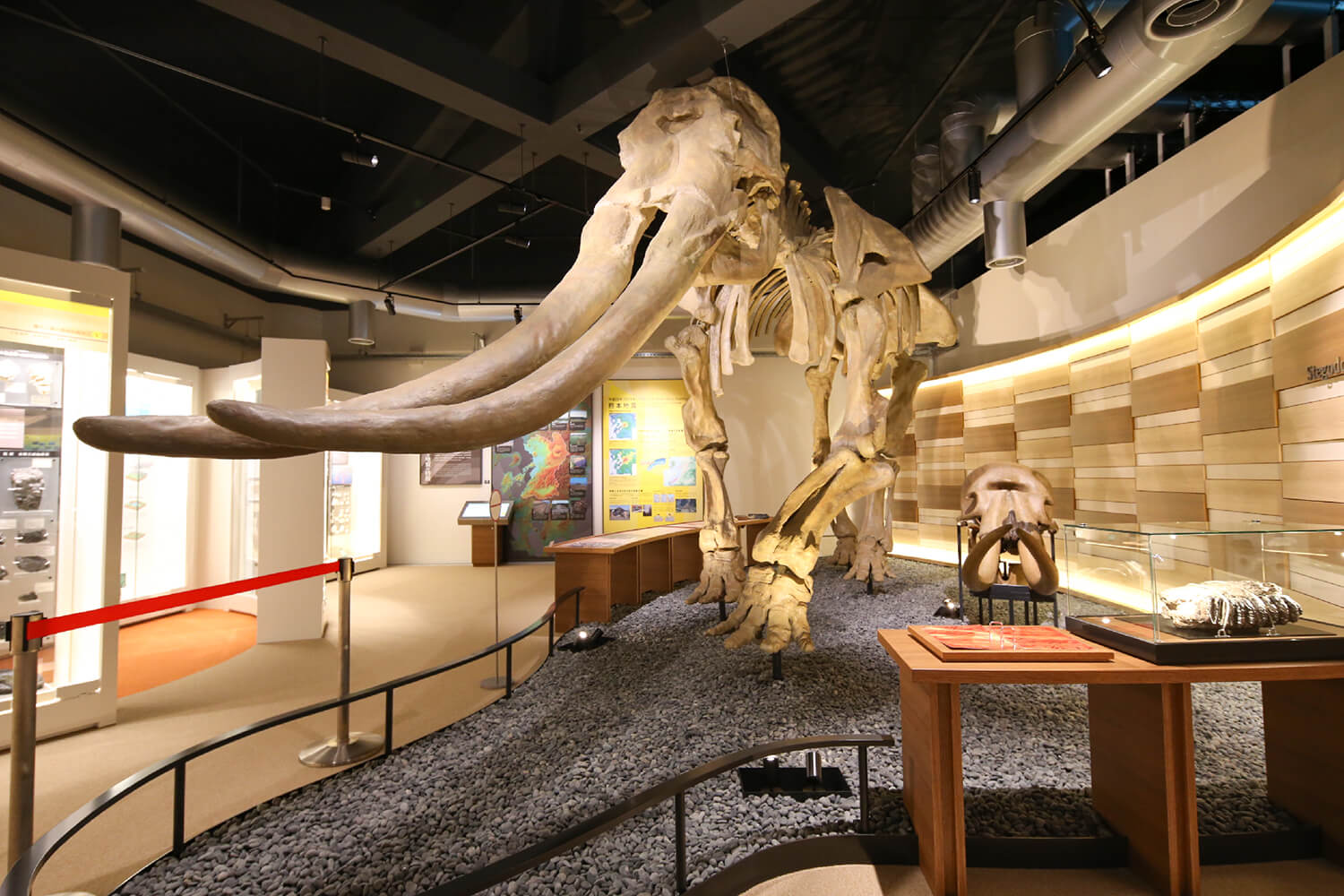 Stegodon 的肩高約 3.8 米，擁有強大的全身骨骼