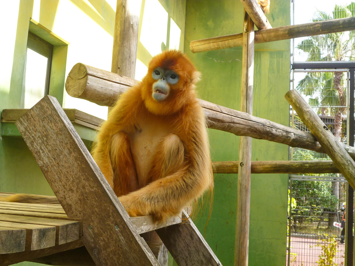 擁有美麗金色皮毛的猴子家族的“悠悠球”錦紫子
