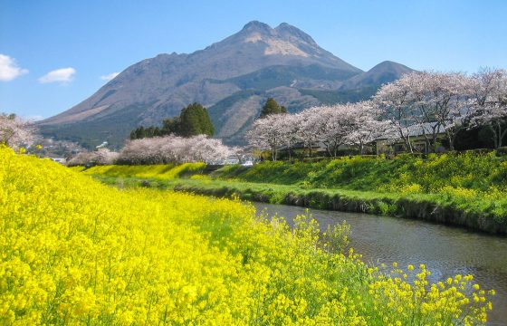 [2025年版] 大分縣由布院與別府地區推薦的櫻花景點