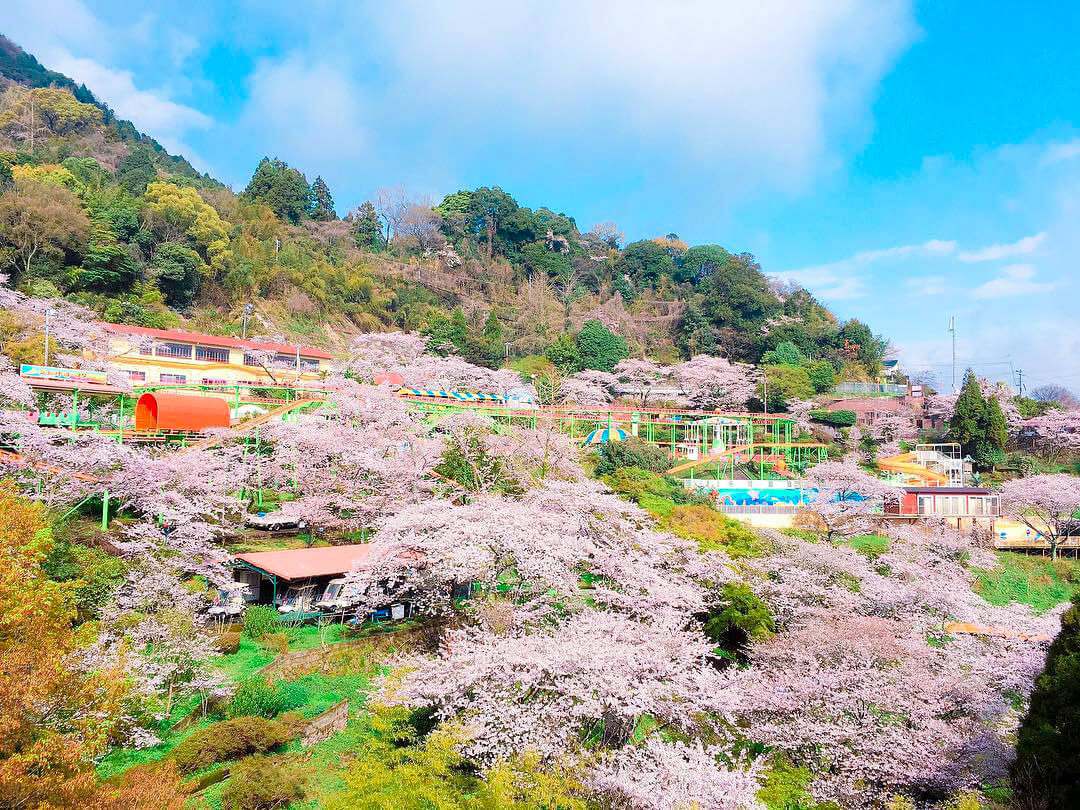 您還可以在乘坐摩天輪等景點的同時欣賞公園內的櫻花。