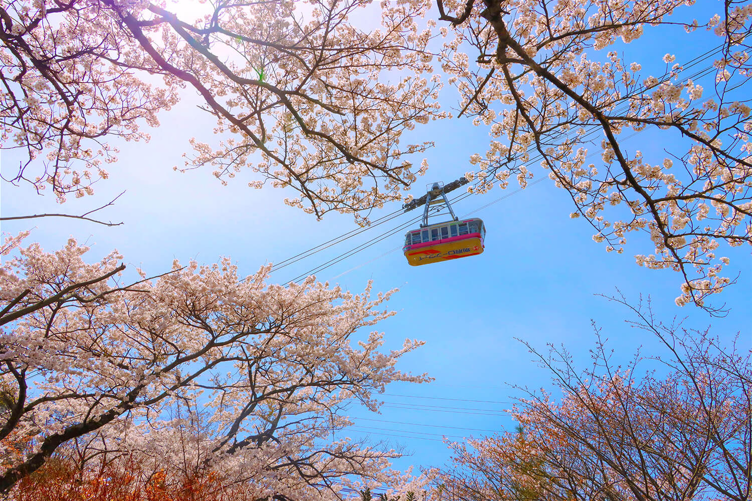 由於海拔差，觀賞最佳時機也是別府纜車的吸引力 ©別府