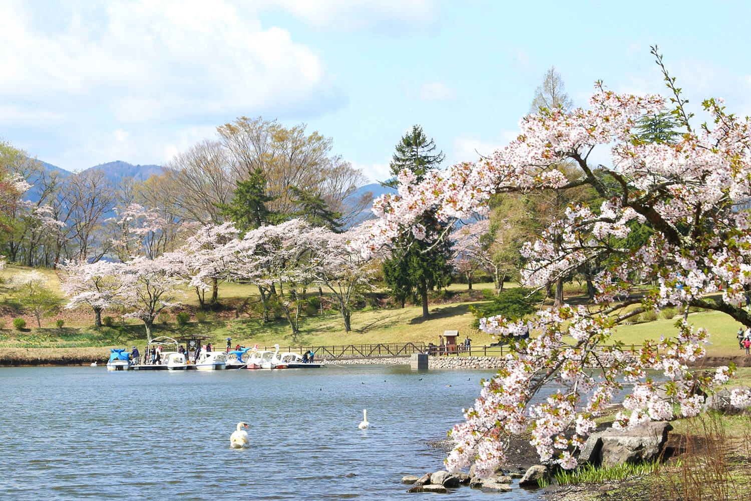 湖畔散佈著賞櫻景點。 找到你最喜歡的地方並度過你的時光