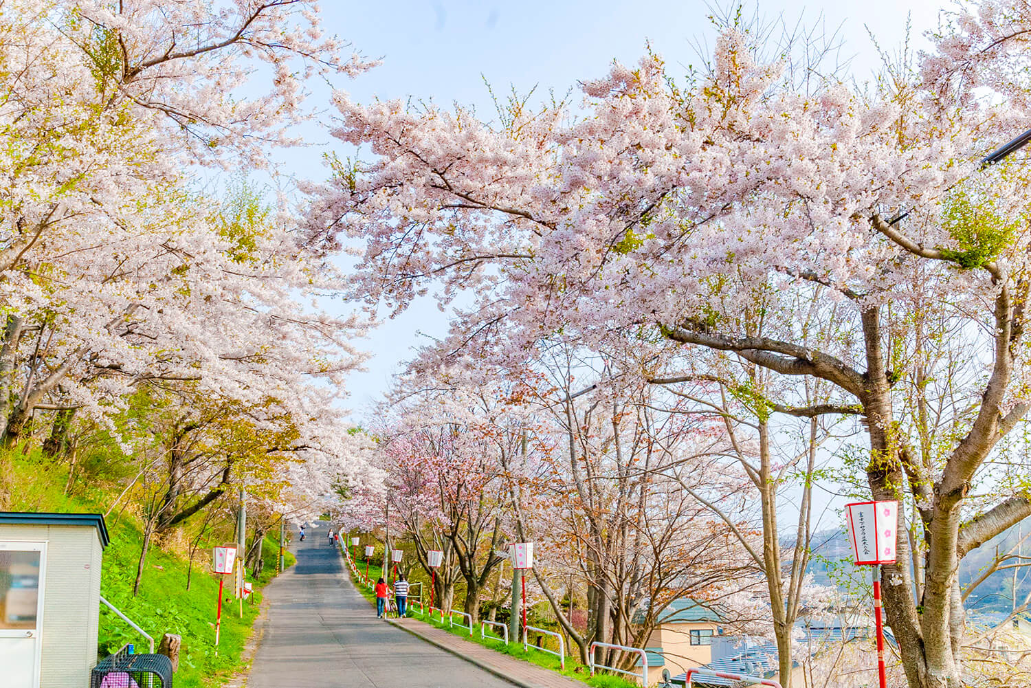 當地居民從全國各地收集幼苗，用手鹽種植櫻花樹多年
