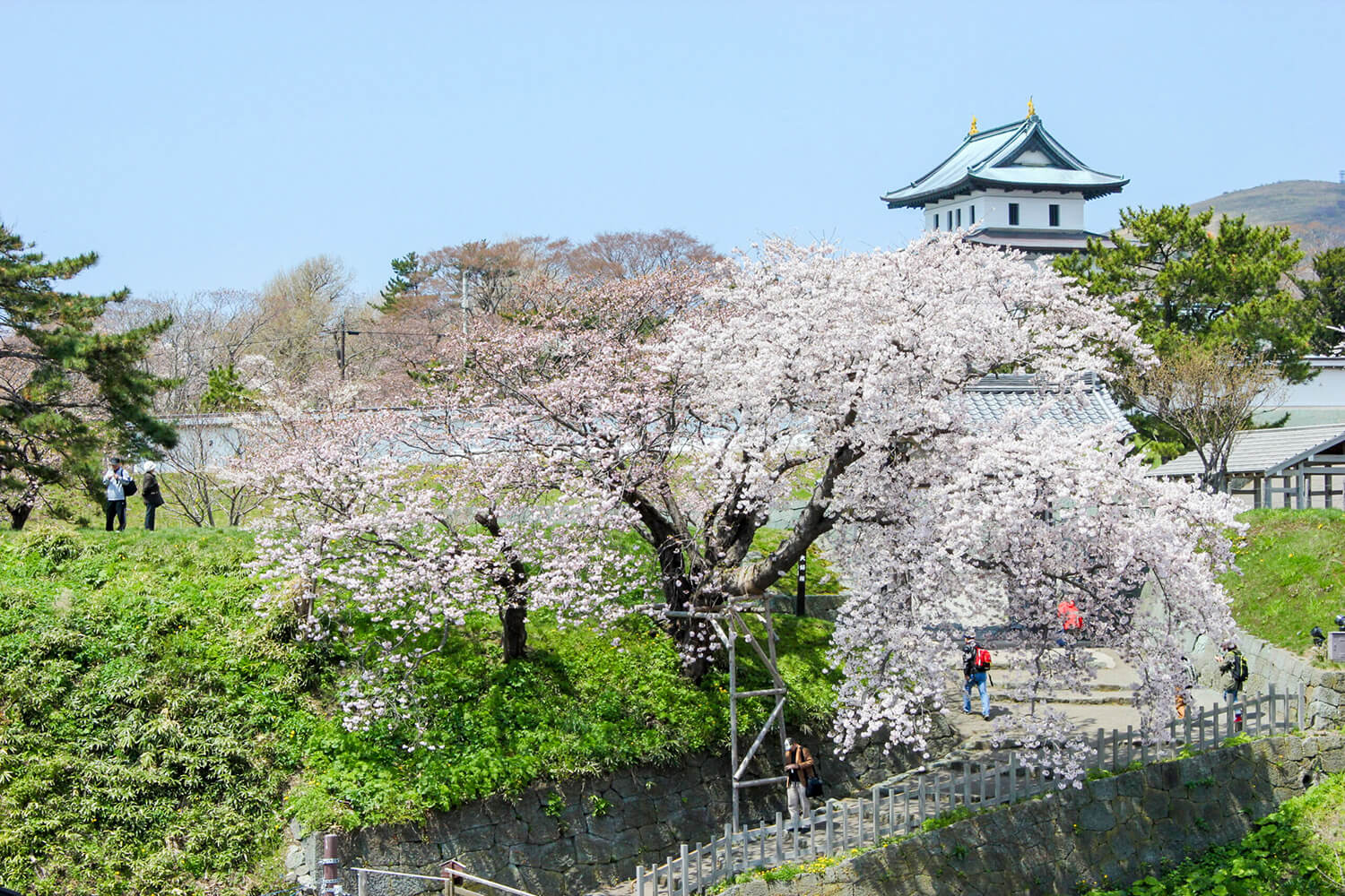 松前育種品種有80多個品種，是通過育種等方式培育出來的。 許多品種只能在這裡找到