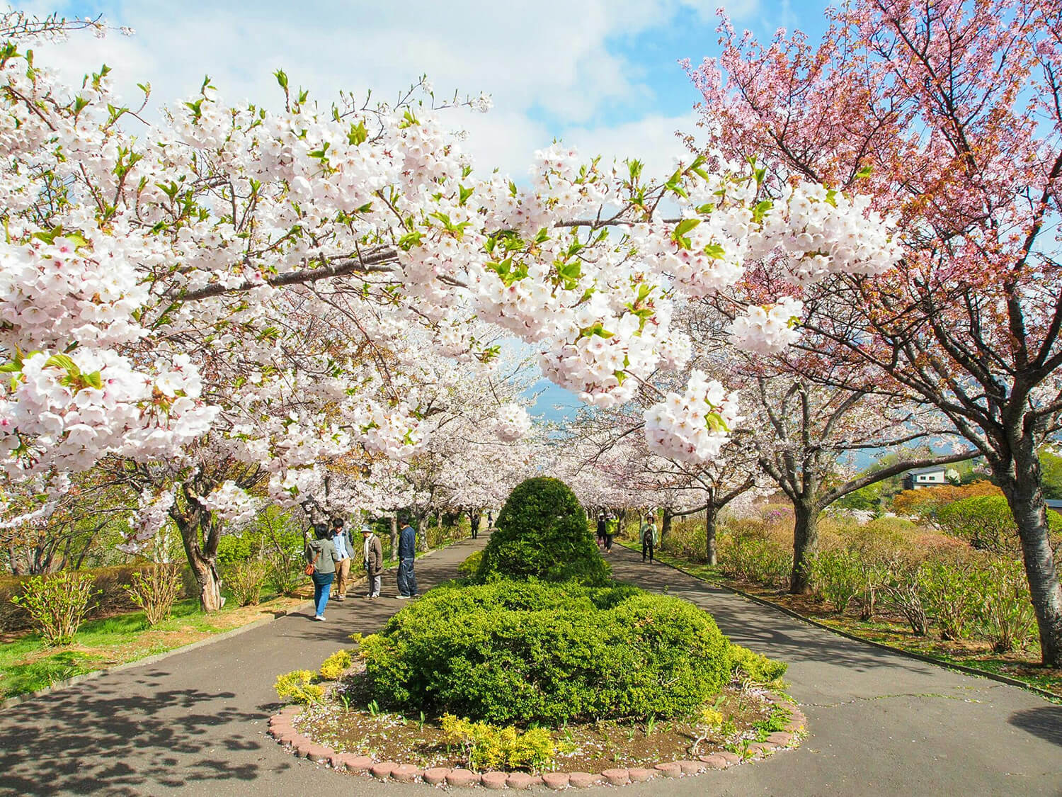 越過櫻花隧道，小樽的大海展開著「手宮綠色植物園」