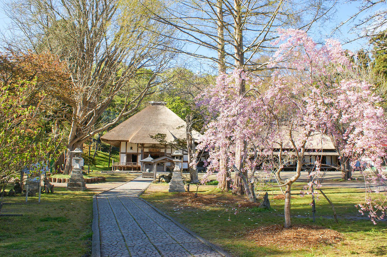躲過有珠山噴發的本殿茅草屋頂和古老的櫻花樹營造出日式氛圍