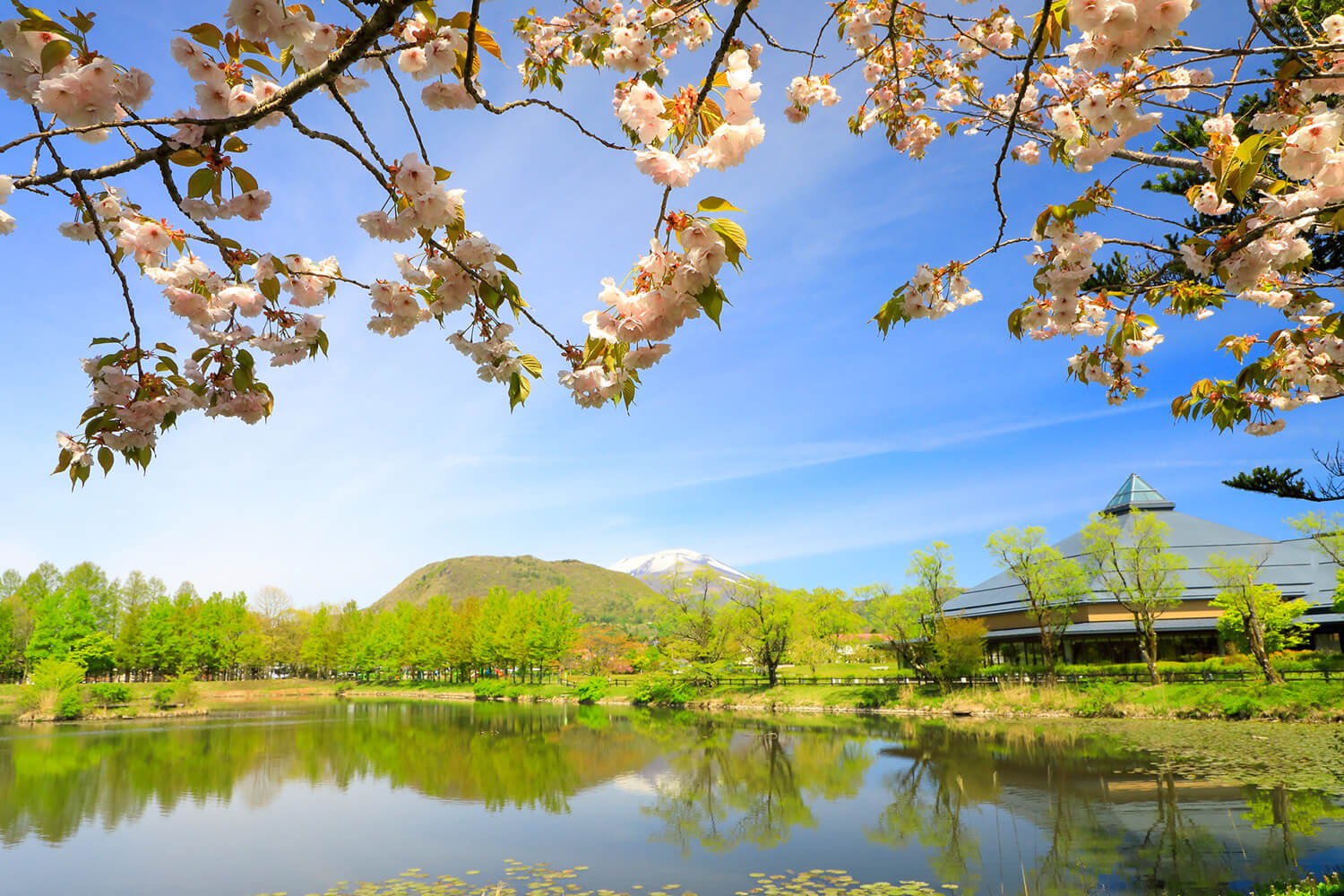 還有鞦韆、滑梯等遊樂設施，非常適合帶孩子賞櫻