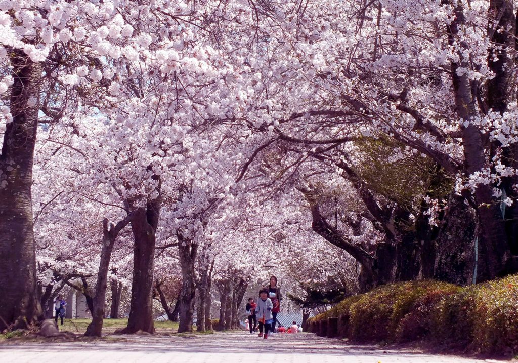 [2025年版] 春季輕輕井澤地區7個活動與賞櫻景點