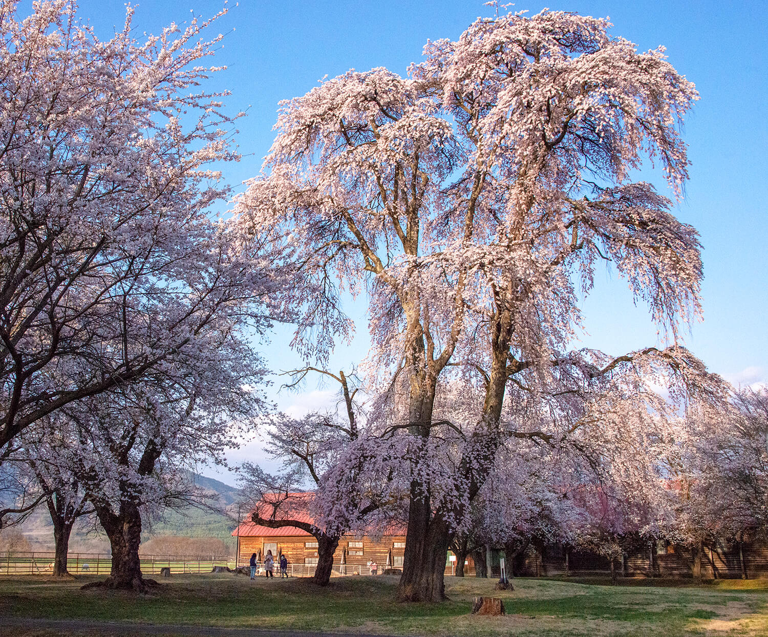 在「交流廣場」旁邊，垂枝櫻花樹擁有壓倒性的高度