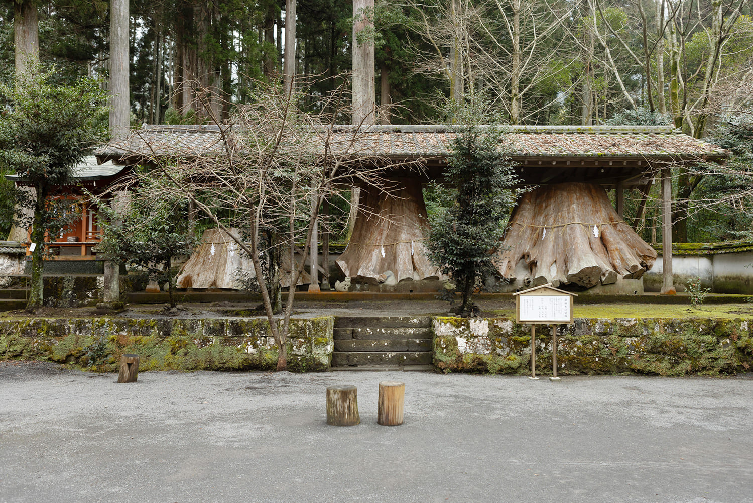 供奉著因颱風破壞而倒下的三棵神樹樹樁