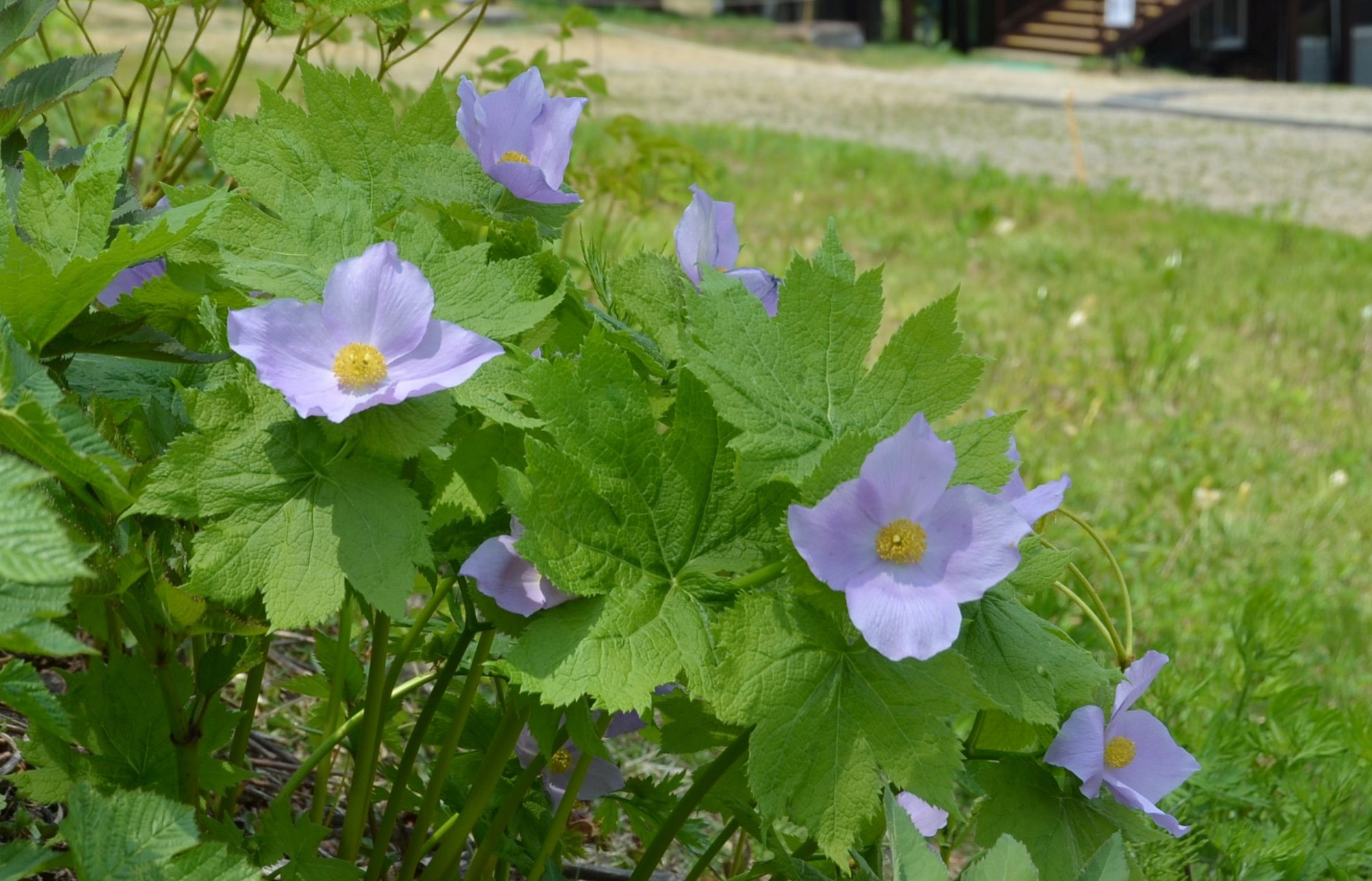 5月~6月，預示春天的片栗、白蜀葵等野花盛開（照片為白錦葵）
