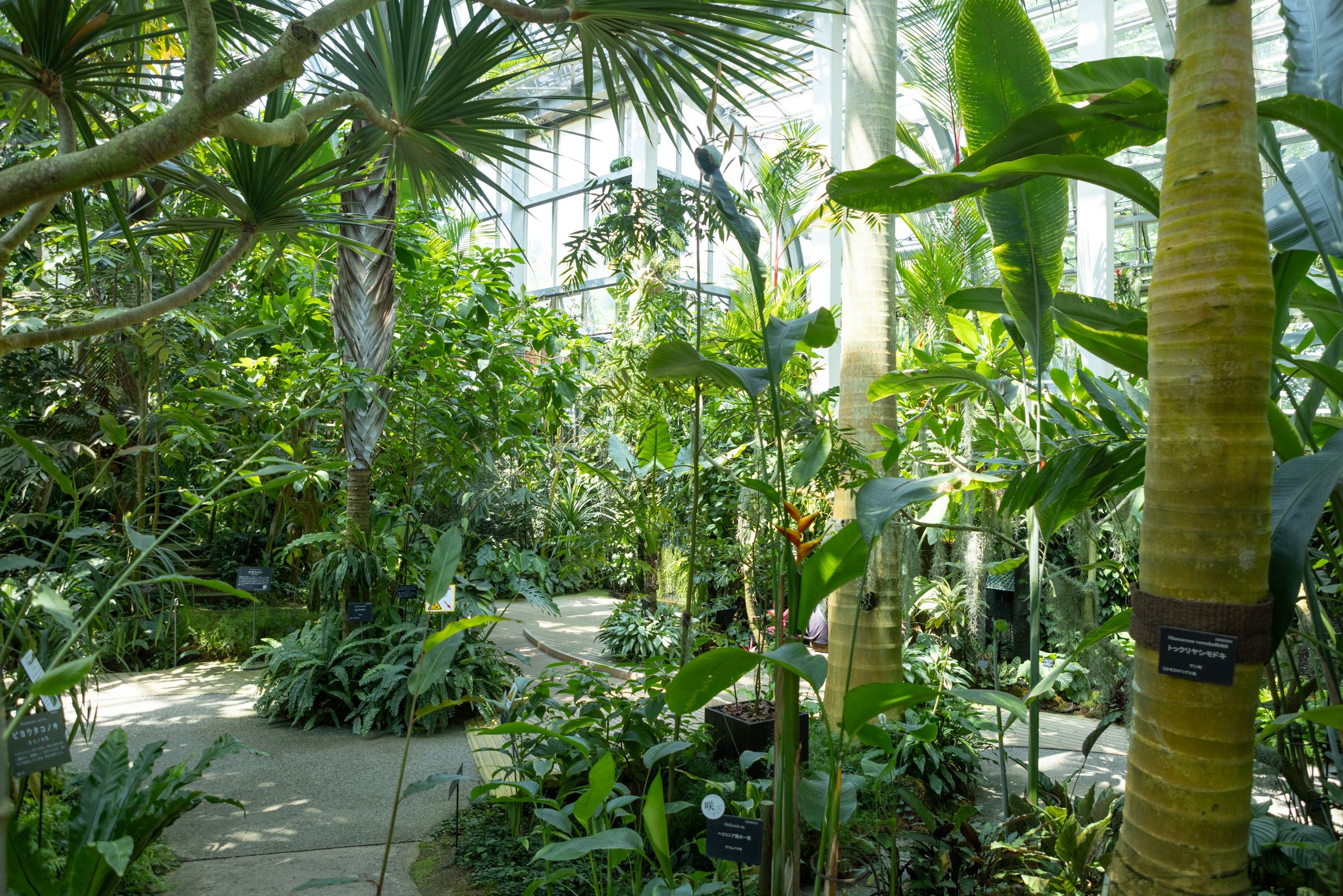 「溫室」像熱帶地區一樣展開。 一年四季都可以欣賞到從日本和國外採集的熱帶花卉和樹木