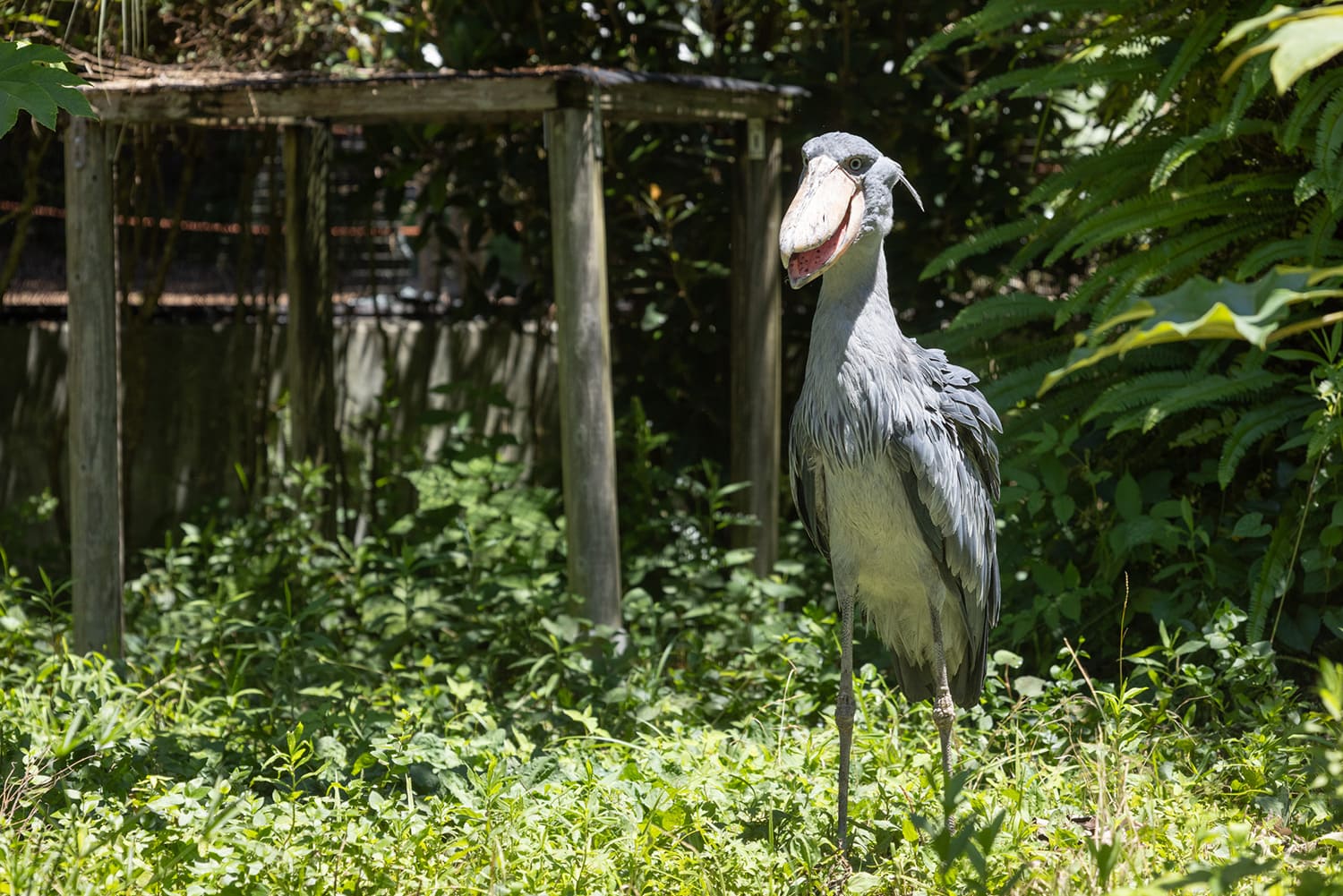 鯨頭鸛以不動的鳥而聞名。 被指定為瀕危物種，日本總共只有6個動物園