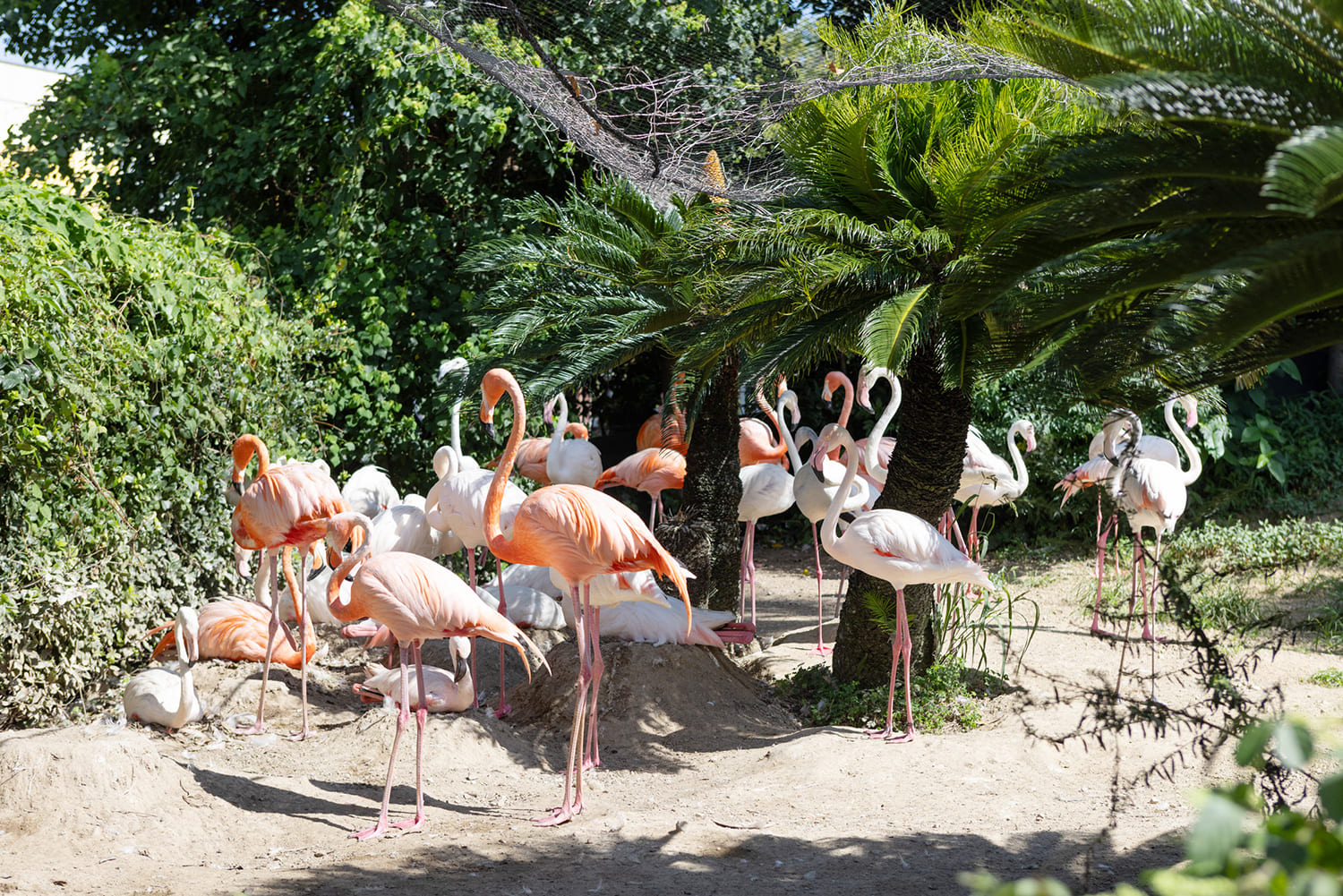 您可以在動物樂園入口附近遇到的第一隻火烈鳥。 它明亮的翅膀和端莊的站立很美麗。