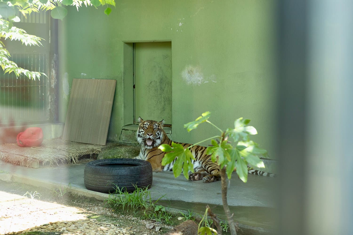 透過一塊玻璃也能看到蘇門答臘虎的身影