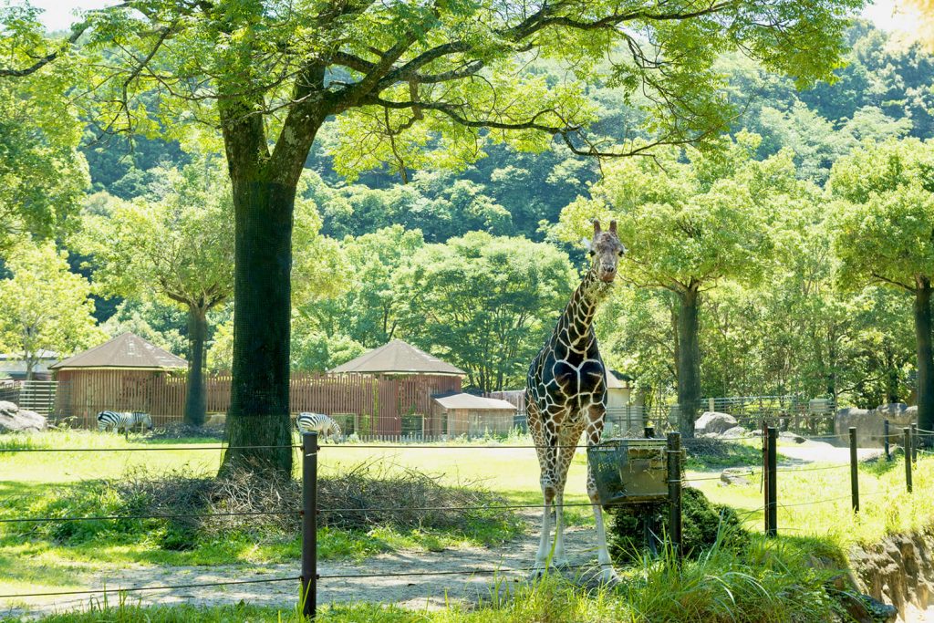充分享受高知的魅力。 推薦與孩子一起享受的觀光景點