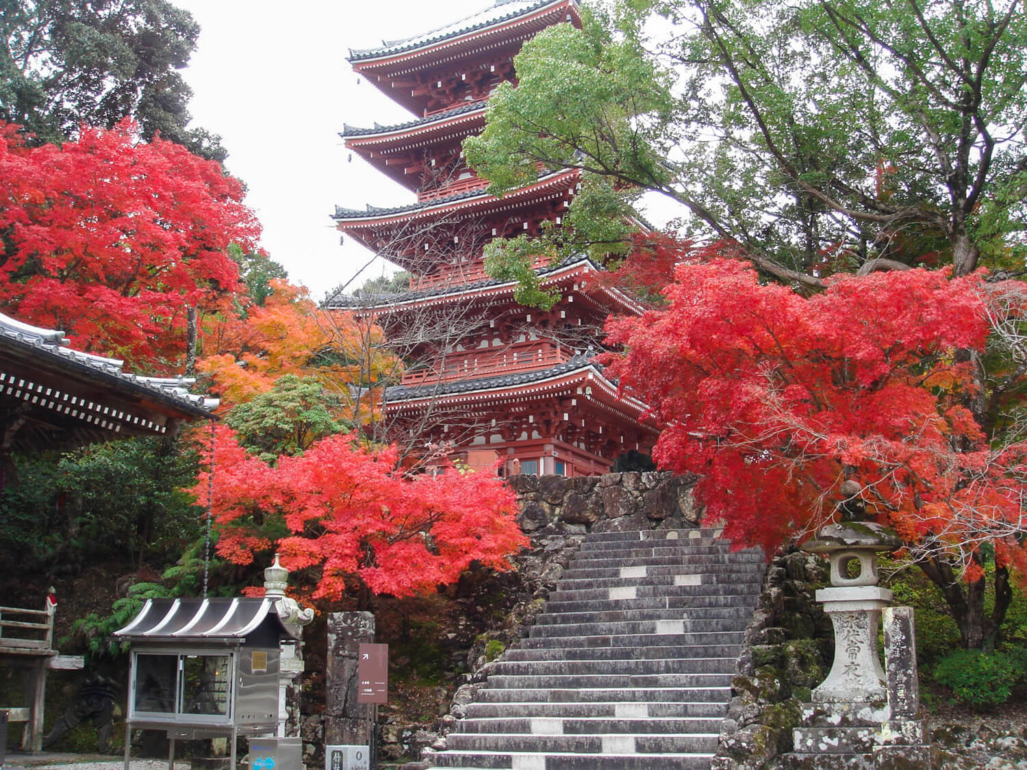 高知縣唯一的五重塔與鮮紅的楓樹完美和諧