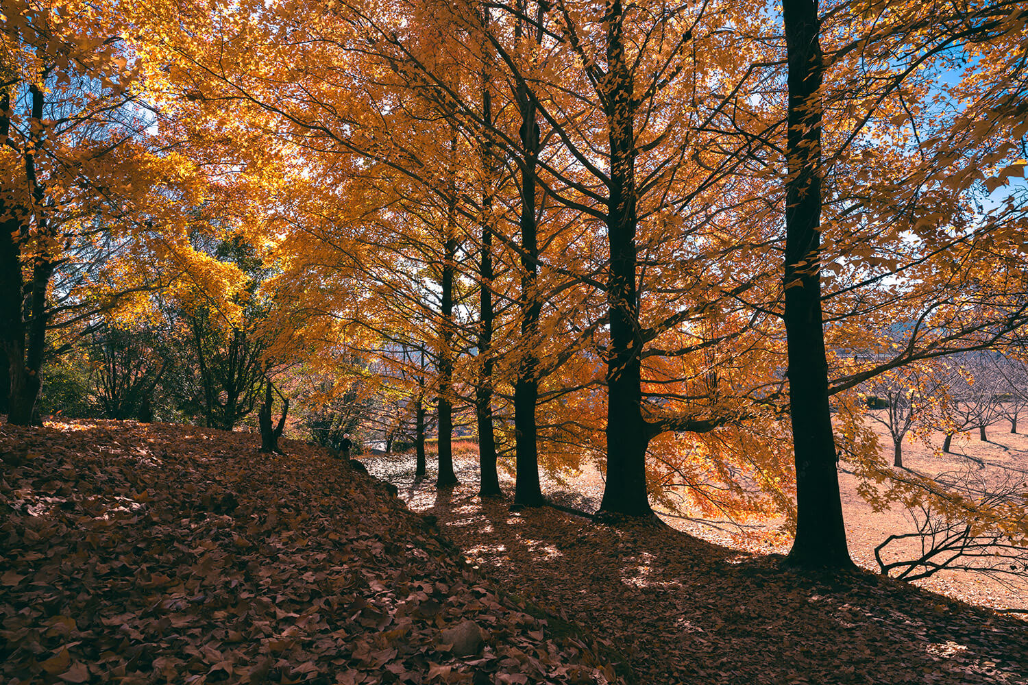 公園裡到處都是落葉，就像是另一個世界