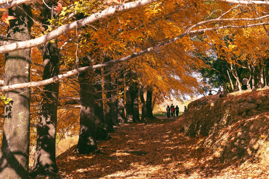 [2025年版] 高知5個紅葉採摘推薦地點