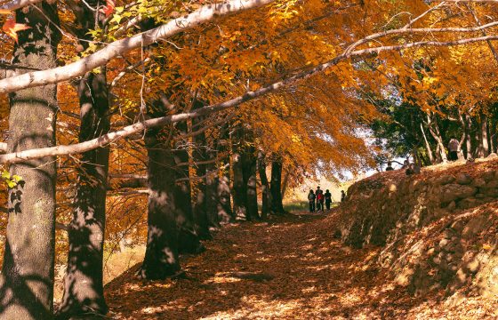 [2025年版] 高知5個紅葉採摘推薦地點