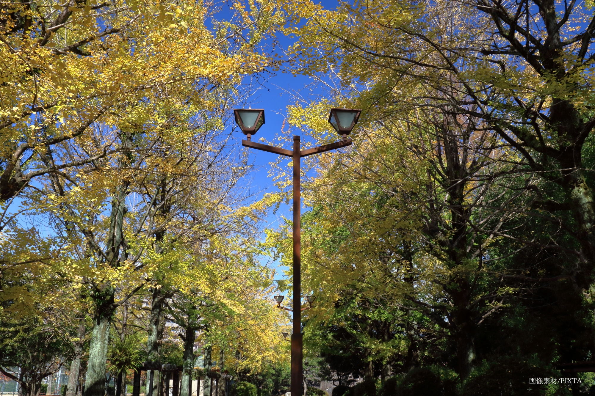 有些人喜歡在銀杏樹下慢跑