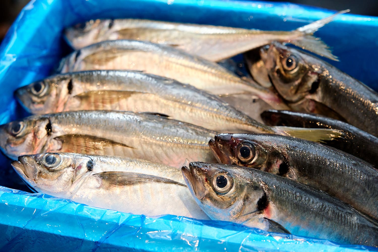 他們從長崎縣松浦市直接從當地購買，松浦市是「炸鯵魚的聖地」