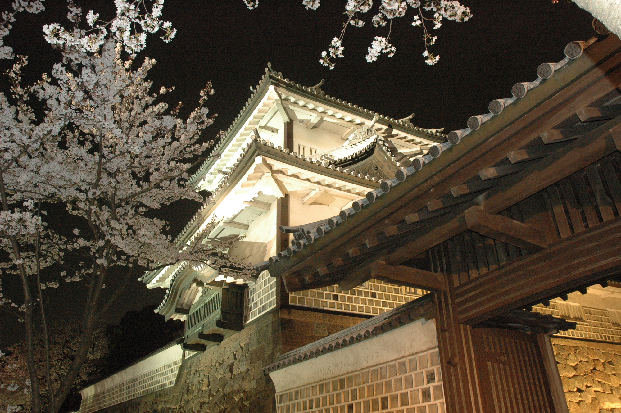  Cherry blossoms at night add elegance to Kanazawa Castle, which rises majestically in the darkness.