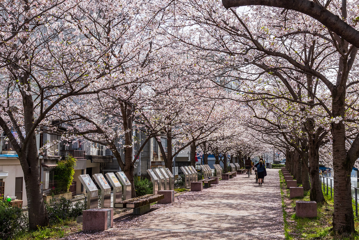 從大佐屋橋到鏡大橋的約170棵櫻花樹為河流增添了色彩，營造出令人嘆為觀止的美景（照片提供：VISIT KOCHI JAPAN）