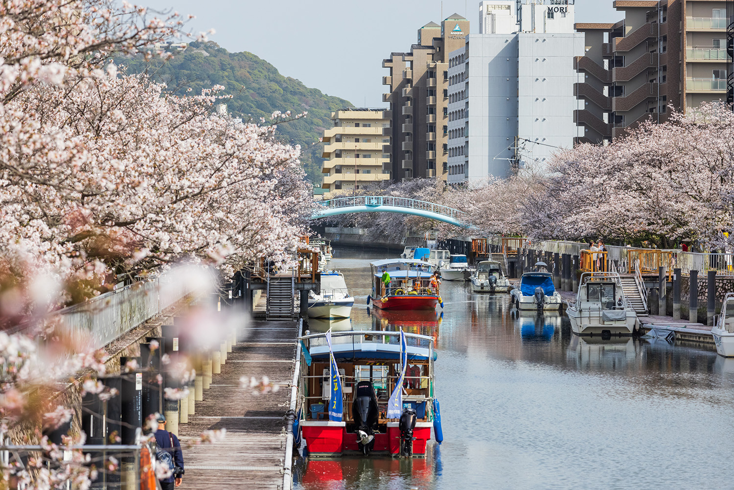 照片提供：VISIT KOCHI JAPAN