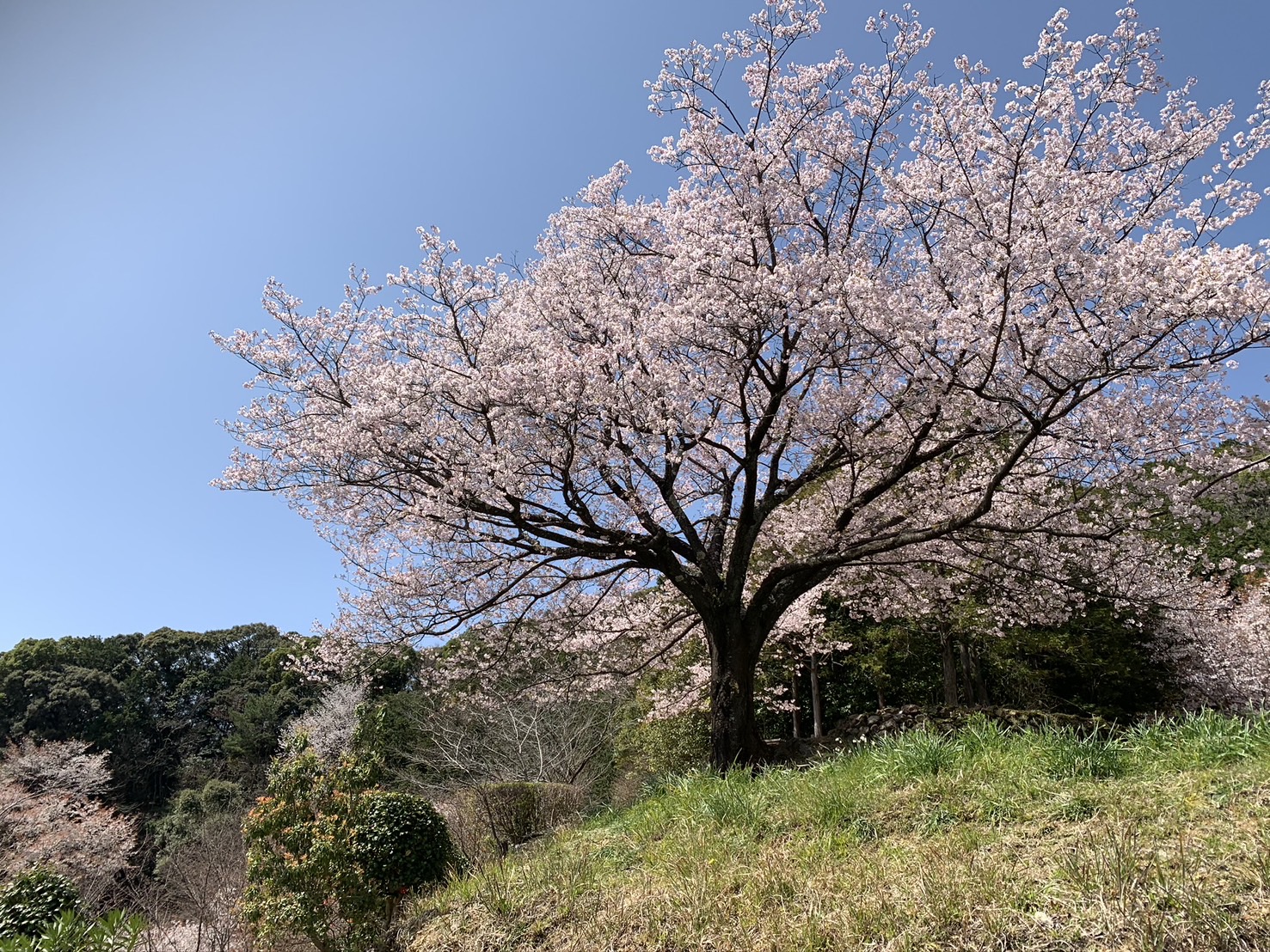 野鳥的鳴叫聲在寂靜中迴盪，是完美的背景音樂。 花期人潮湧動，但一大早人比較少