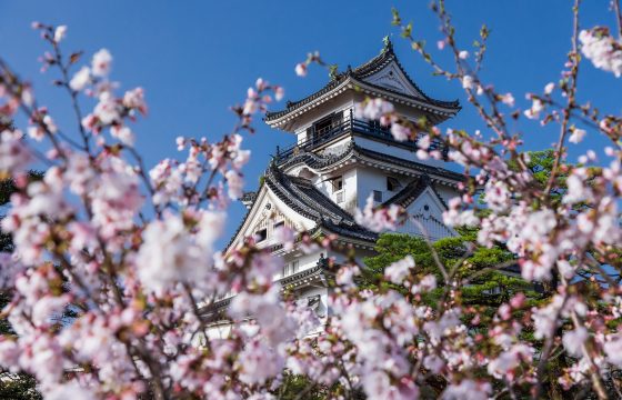 [2025年版] 7個賞櫻景點，可以盡情欣賞高知的櫻花