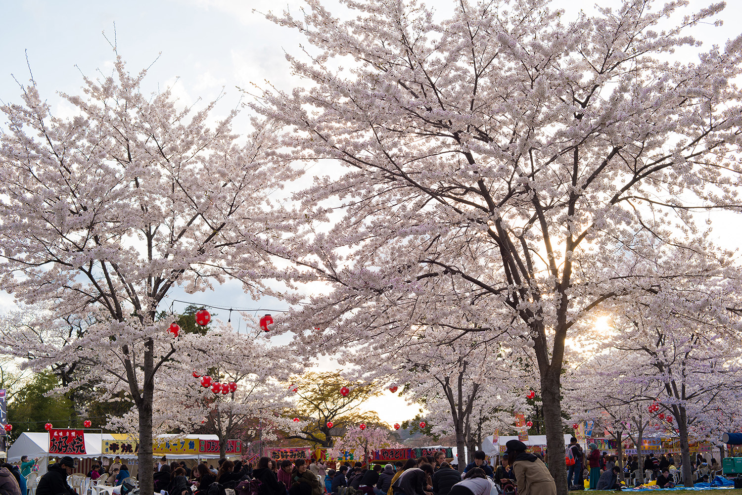 櫻花盛開的季節，公園內排滿了許多小吃攤，每天都有很多人前來參觀