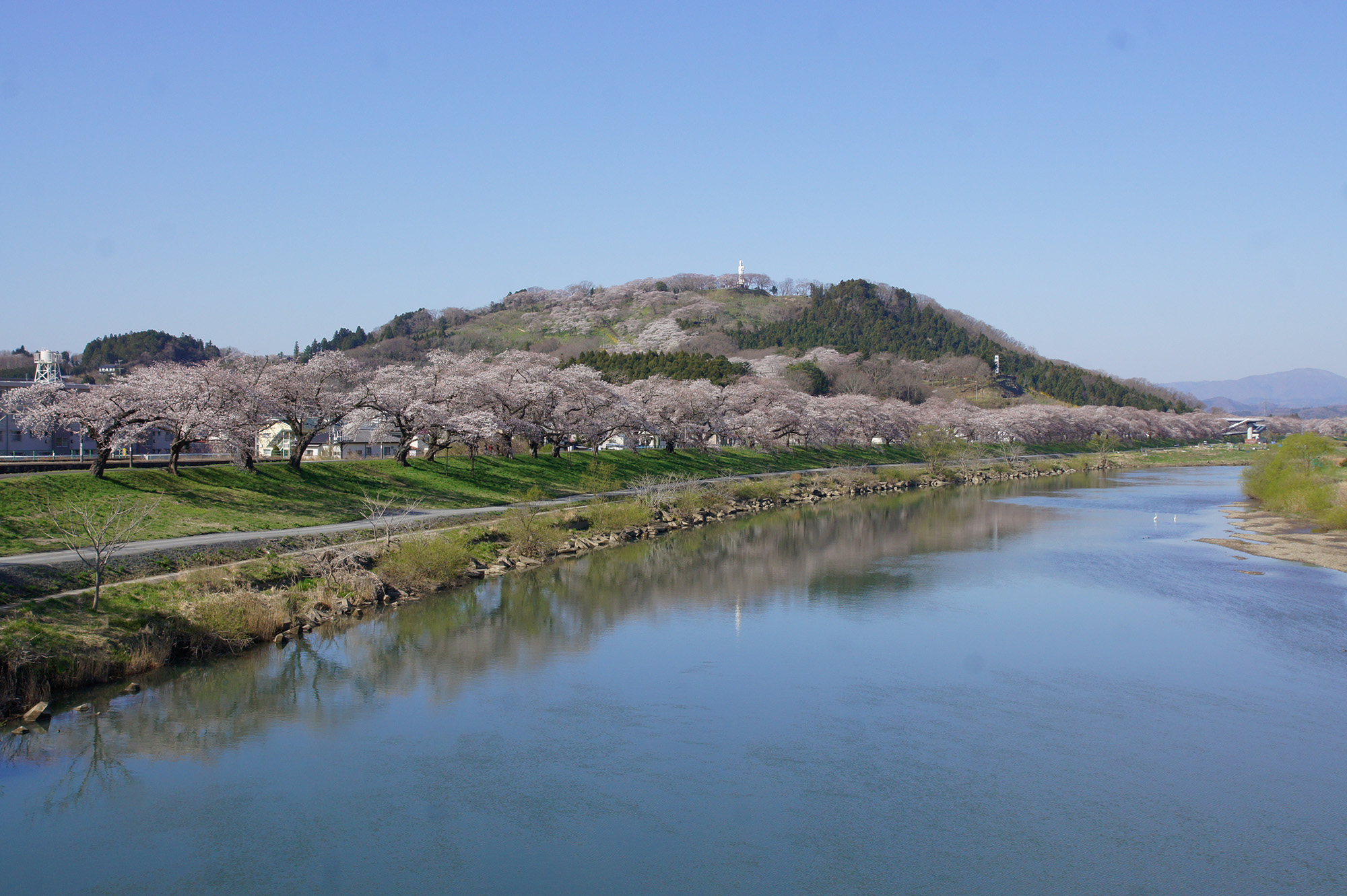 「一目均衡果千本櫻花」的櫻花樹將白石川的堤岸染成粉紅色。 在後面，您可以看到立山，那裡有船岡城跡公園