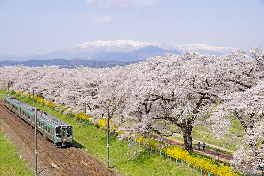 [2025年版] 仙台5個推薦賞櫻景點。 介紹最佳觀賞時間和活動信息