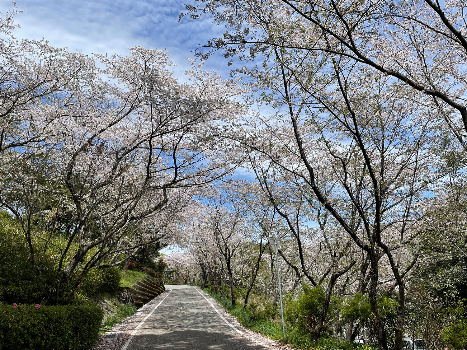 一條櫻花隧道，您可以充分享受櫻花的真正樂趣。 觀看時要小心汽車