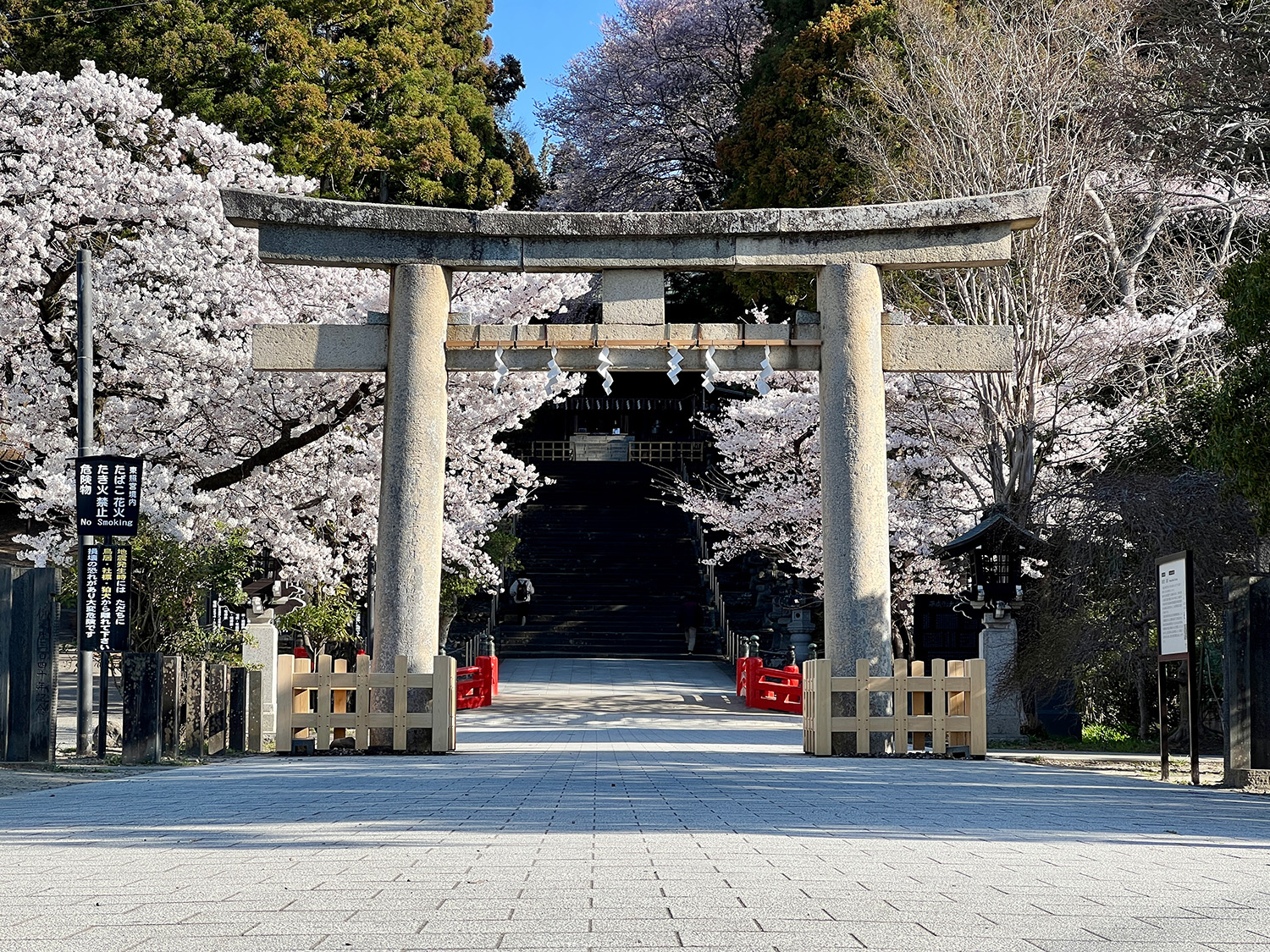 石鳥居，是國家重要文化財產。 在後面，您可以看到紅色的“美人橋”和一棵擁有 100 年樹齡的櫻花樹的老櫻花樹