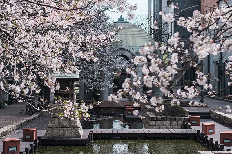 高知市民每天都來來往往的當地氛圍。 連當地人都容易忽視的隱藏櫻花勝地（照片由黑宮敬人提供）