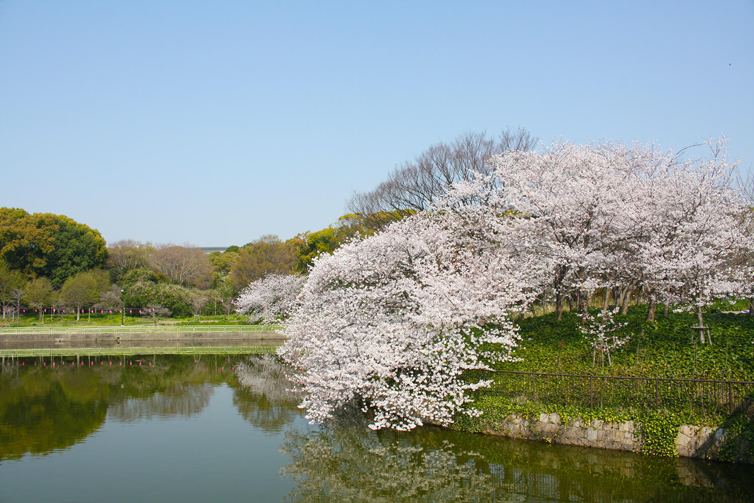 日本最大的植物園之一。 觀景島上的櫻花也是亮點之一。