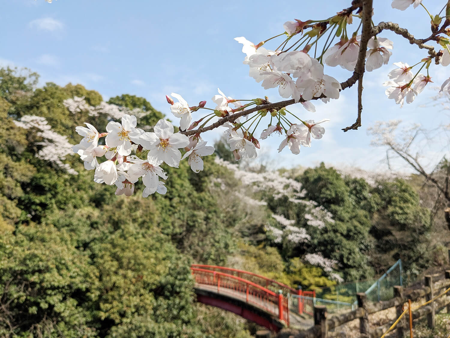 「羅池」是太鼓橋的橋樑，是大阪府評選為「大阪大阪」之一的風景勝地大阪